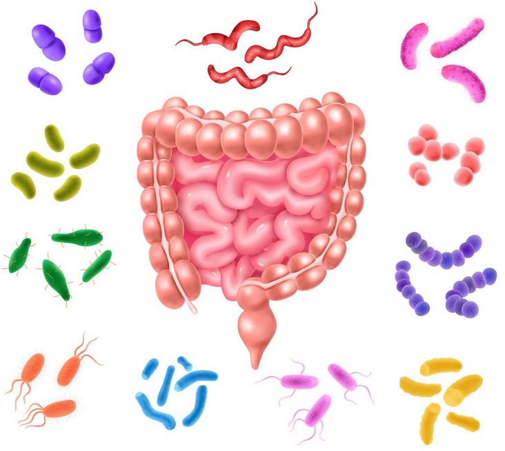 الأسباب الشائعة للنزلة المعوية